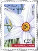 narcisse © Philandorre